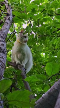 Meraklı ve oyuncu bir kedi, etrafını çevreleyen canlı yeşil yapraklarla çevrili, dayanıklı bir dalda rahatça dinleniyor.