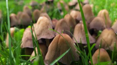 Güneşli yaz gününde, ağacın gölgesinde yeşil çimenlikte mantar kolonisi