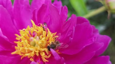 Mor şakayık üzerinde iki bal arısı emekliyor, yakın çekim görüntüsü