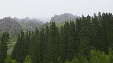 Dağ yamaçlarındaki kozalaklı ormanda yağmurlu bir gün. Serene ve Peaceful Atmosfer. Büyüleyici sisli bir dağ manzarası, etrafını saran yumuşak tepelerin yanında, sık ve yeşil ağaçlar sergiliyor..