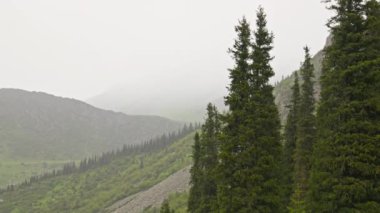 Dağ yamaçlarındaki kozalaklı ormanda yağmurlu bir gün. Serene ve Peaceful Atmosfer. Büyüleyici sisli bir dağ manzarası, etrafını saran yumuşak tepelerin yanında, sık ve yeşil ağaçlar sergiliyor..