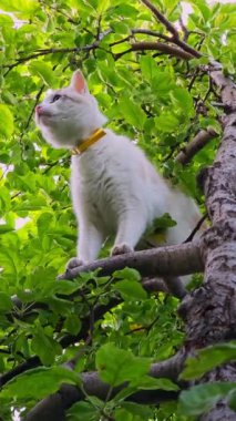 Meraklı ve oyuncu bir kedi, etrafını çevreleyen canlı yeşil yapraklarla çevrili, dayanıklı bir dalda rahatça dinleniyor.