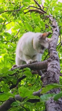 Meraklı ve oyuncu bir kedi, etrafını çevreleyen canlı yeşil yapraklarla çevrili, dayanıklı bir dalda rahatça dinleniyor.