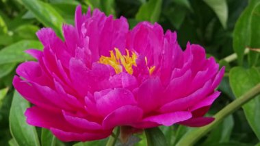 mor şakayık yakın plan geniş açı görünümü