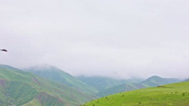 Çiseleyen yaz gününde sisli yeşil dağların üzerinde uçan kuadkopter drone..