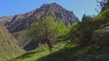 Yeşil çimen tepesinin yazı tipinde büyük bir dağ. Rüzgarlı yaz gününde ağaçlı, mavi gökyüzü arka planında.