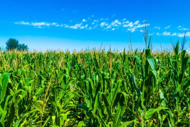Canlı ve canlı mısır bitkileri güneşli havada, üzerlerinde açık mavi gökyüzü olan güzel bir şekilde büyüyorlar.