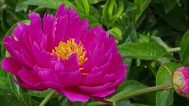 mor şakayık yakın plan geniş açı görünümü