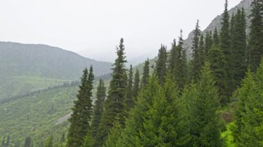 Dağ yamaçlarındaki kozalaklı ormanda yağmurlu bir gün. Serene ve Peaceful Atmosfer. Büyüleyici sisli bir dağ manzarası, etrafını saran yumuşak tepelerin yanında, sık ve yeşil ağaçlar sergiliyor..