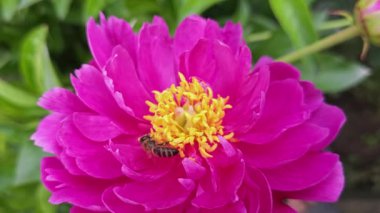 Bal arısı mor şakayık üzerinde sürünüyor, yakın çekim görüntüsü