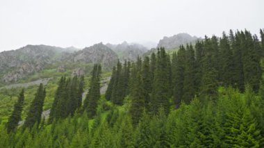 Dağ yamaçlarındaki kozalaklı ormanda yağmurlu bir gün. Serene ve Peaceful Atmosfer. Büyüleyici sisli bir dağ manzarası, etrafını saran yumuşak tepelerin yanında, sık ve yeşil ağaçlar sergiliyor..