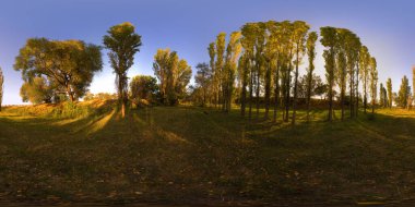 Full spherical 360 degree panorama of autumnal evening in tall trees grove clipart