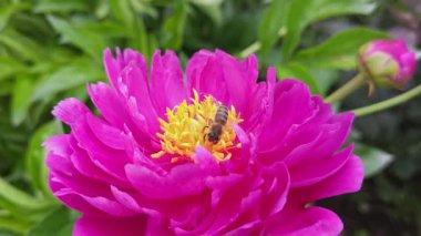 Bal arısı mor şakayık üzerinde sürünüyor, yakın çekim görüntüsü