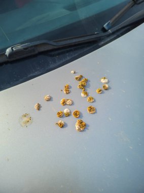 Gri araba kaputuna kuş pislikleri, yakın plan.