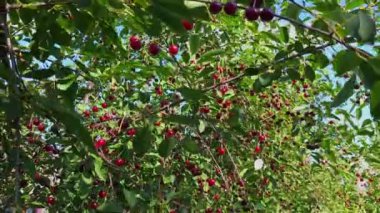 Olgun kırmızı kirazlı kiraz ağacı güneşli bir günde