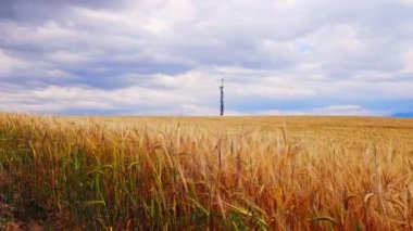 Bulutlu bir sonbahar gününde olgun arpa tarlasında uzak bir telekom kulesi.