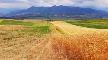 Altın tarlaları, kuru otları ve ufukta uzak dağları olan manzaralı bir tarım arazisi. Yuvarlanan tepeler derinlik kazandırırken, kurumuş bitkiler yabani otlar veya tarımsal toprak koruma alanları olabilir..