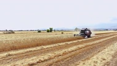 Kırgızistan, Bişkek 'te tahıl hasat eden tarla işçisi - 4 Temmuz 2024