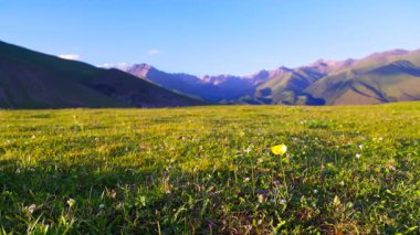 Sarı çiçekli yeşil çimenli öğleden sonra dağ manzarası, seçici odaklı düşük açılı yakın çekim manzarası