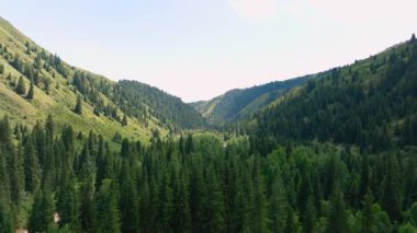 Kırgızistan 'da bir yaz günü çam ormanlarıyla kaplı bir dağ geçidinde insansız hava aracı uçuşu.
