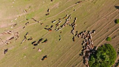 Koyun ve inek sürüsü, güneşli bir günde yeşil dağ yamacındaki sığır ağılına doğru hareket ediyor.
