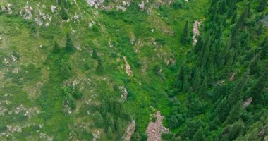 Kırgızistan 'da bulutlu bir yaz gününde çam ağaçlarıyla kaplı dağ sırtı