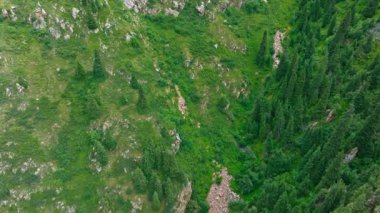 Kırgızistan 'da bulutlu bir yaz gününde çam ağaçlarıyla kaplı dağ sırtı