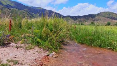 Kırgızistan 'da güneşli bir günde arka planda dağlarla çevrili yeşil yabani otlarla çevrili bir dere.