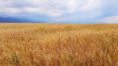 Olgun bir arpa tarlası, bulutlu bir sonbahar gününde arka planda uzak dağlarla.