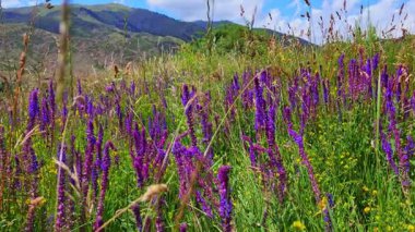 Salvia pratensis, güneşli yaz gününde uzun ve kuru otların arasında çayırda çiçek açıyor. Seçici bir odak noktasıyla yakın plan.