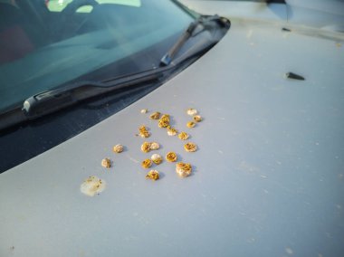 Gri araba kaputuna kuş pislikleri, yakın plan.