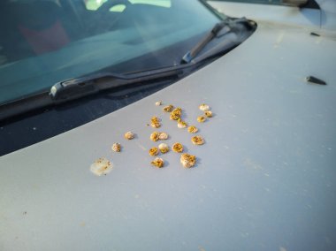 Gri araba kaputuna kuş pislikleri, yakın plan.