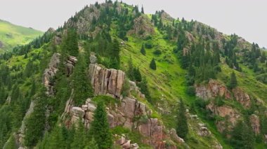 Kırgızistan 'da bir yaz gününde çam ormanlarıyla kaplı kayalık dağ sırtı, hava manzarası