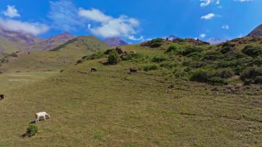 Hava aracı görüntüsü Kırgızistan 'daki yemyeşil bir dağ otlağında otlayan inekleri gösteriyor. Kamera sağdan sola hareket ediyor, berrak mavi gökyüzünün altında yuvarlanan tepeler ve uzak tepelerle manzaralı Jailoo manzarasını gösteriyor..