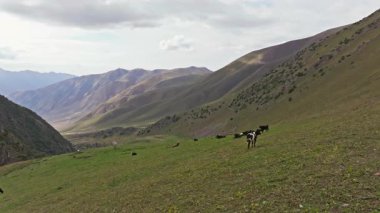 Hava görüntüleri, bulutlu bir gökyüzünün altında yuvarlanan tepelerle çevrili yemyeşil bir dağ vadisinde otlayan inekleri yakalar. Kamera sola doğru bir yay şeklinde hareket ediyor. Geniş araziyi ortaya çıkarıyor..