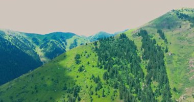 Kırgızistan 'da bulutlu bir yaz gününde çam ağaçlarıyla kaplı dağ sırtı