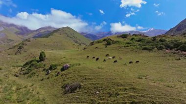 Kırgızistan 'da yeşil bir dağ çayırında otlayan inekler. Kamera yavaşça yükseliyor. Yuvarlanan tepeler, kayalık kayalıklar ve dağılmış bulutlarla dolu açık mavi gökyüzünün altındaki uzak kar örtülü tepeler ile sakin bir manzarayı gözler önüne seriyor..