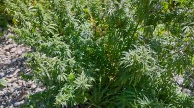 Kenevir çalılarının yakın görüntüsü yaz sonlarında doğrudan güneş ışığı altında rüzgarda sallanıyor.