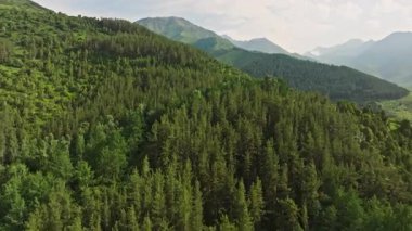 Kırgızistan 'daki dağlık yamaçta yeşil çam ormanı, insansız hava aracı manzaralı. Chunkurchak Boğazı. Dolly ileri kamera hareketi.