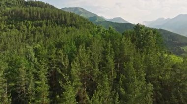 Kırgızistan 'daki dağlık yamaçta yeşil çam ormanı, insansız hava aracı manzaralı. Chunkurchak Boğazı.