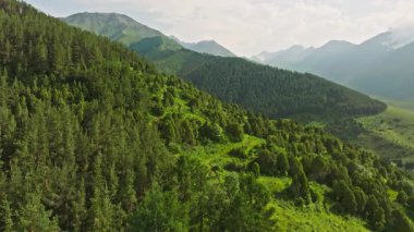 Kırgızistan 'daki dağlık yamaçlarda yeşil çam ormanı, insansız hava aracı manzarası. Chunkurchak Boğazı. Kamera hareketini arttır.