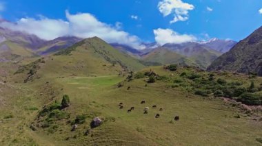 Kırgızistan 'da yeşil bir dağ çayırında otlayan inekler. Kamera yavaşça yükseliyor. Yuvarlanan tepeler, kayalık kayalıklar ve dağılmış bulutlarla dolu açık mavi gökyüzünün altındaki uzak kar örtülü tepeler ile sakin bir manzarayı gözler önüne seriyor..
