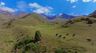 Hava aracı görüntüsü Kırgızistan 'daki yemyeşil bir dağ otlağında otlayan inekleri gösteriyor. Kamera sağdan sola hareket ediyor, berrak mavi gökyüzünün altında yuvarlanan tepeler ve uzak tepelerle manzaralı Jailoo manzarasını gösteriyor..