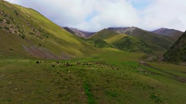 Drone flying over cows grazing in a mountain valley, revealing a dirt path, stream, rocks amidst green pastures and rugged peaks under a cloudy sky.
