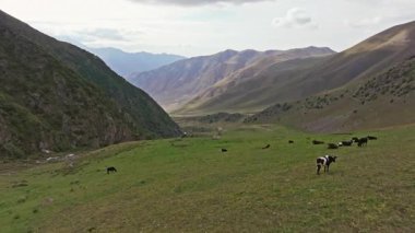 Aerial footage captures cows grazing in a lush green mountain valley, surrounded by rolling hills under a cloudy sky. The camera flies over revealing the expansive landscape.
