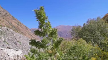 Kırgızistan 'ın engebeli dağlarında güneşli bir sonbahar gününde rüzgarda sallanan yabani bir kenevir çalısı. Durağan bir kamera ve seçici bir odak ile çekilen sahne, bitkiyi kayalık ve kurak bir zemin üzerine vurguluyor..