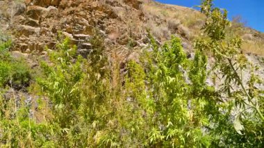 Kırgızistan dağlarında güneşli bir sonbahar gününde vahşi bir kenevir çalısı rüzgarda hafifçe sallanır. Seçici odaklı statik kamera bitkiyi kayalık bir arka planda yakalar.