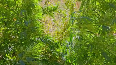 Yaz sonu sıcak güneş ışığı altında doğal bir ortamda yetişen yemyeşil kenevir çalısı.