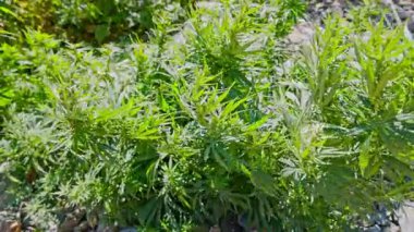 Yakın çekim yüksek açılı kenevir çalılarının rüzgarda sallanışını yaz sonlarında doğrudan güneş ışığı altında