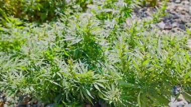 Kenevir çalıları yazın geç saatlerinde doğrudan güneş ışığı altında rüzgarda sallanıyor.